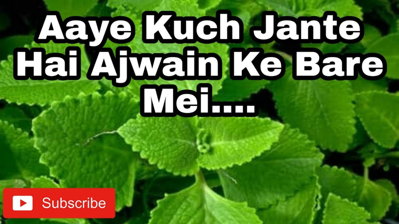 Aaye Jante hai Ajwain plant 🌱 ke bare main YouTube