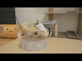 オモチャで遊ばない猫、主が部屋を出たとたん遊びだす……笑