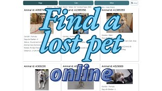 Find a lost pet online