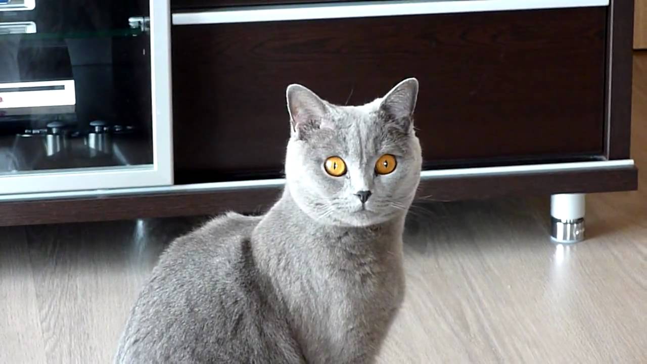 Panasonic DMC-TZ7 - HD Video indoor