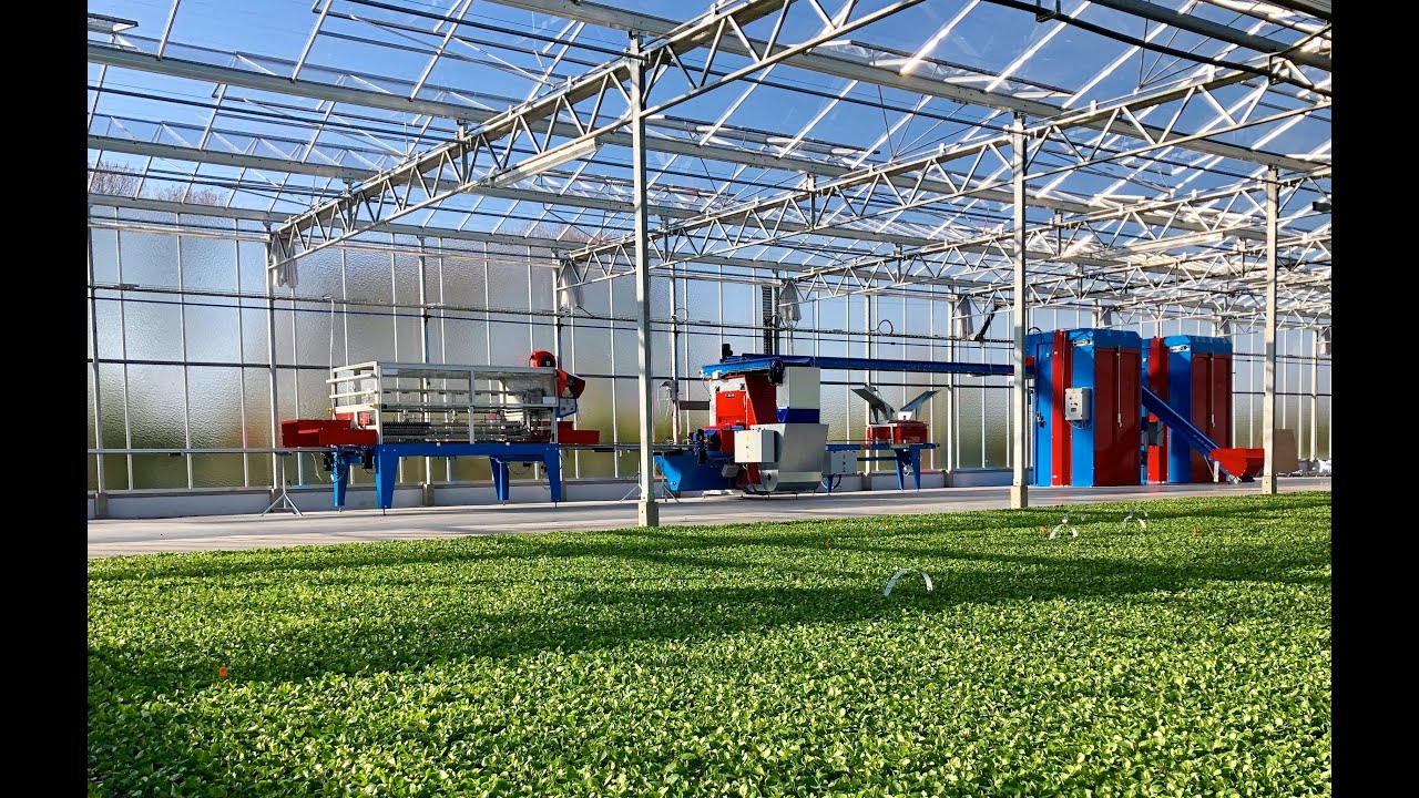 Full Nursery Automation Transplanting line, Trailer Loader, Boom