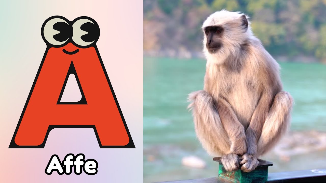 Das Tier ABC Lied – Tiere von A bis Z lernen! 🐒🐘 | Kinderlieder zum Mitsingen | Kleine Liederwelt