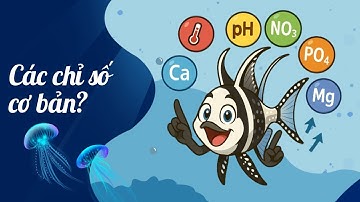 NEWBIE chơi cá biển? ĐỪNG BỎ QUA 7 thông số sống còn này