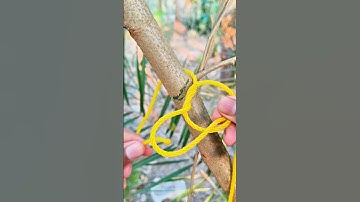 WOW... Bowline knot!!