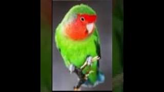 TERAPI PIKAT LOBERT SANGAT AMPUH!!! MASTERAN SPESIAL