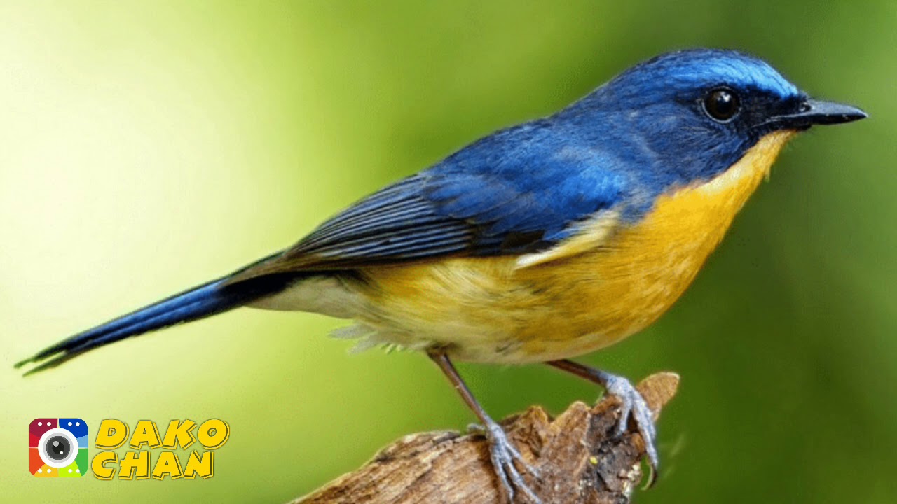 TLEDEKAN BAKAU BONGKAR ISIAN GACOR BANGET YouTube