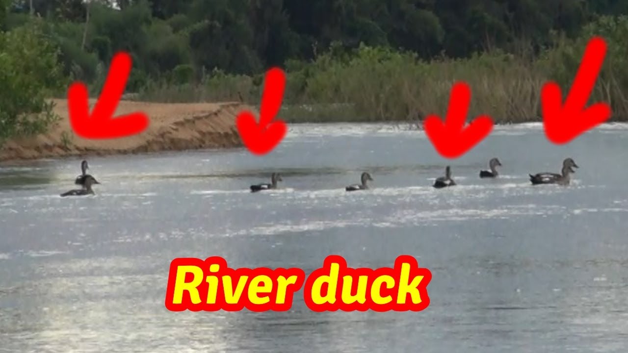 River duck - 🎣🐟 Fishing - Sekong Sesan