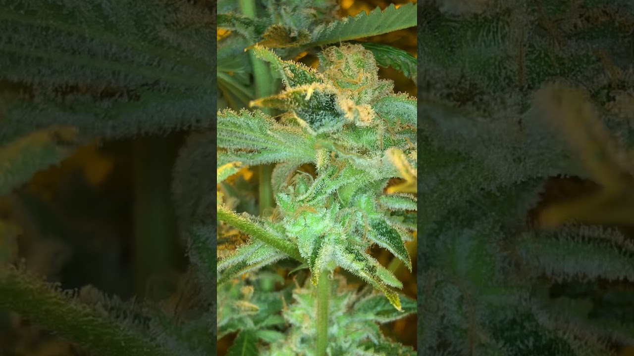 CopyCat Top Shelf Only YouTube