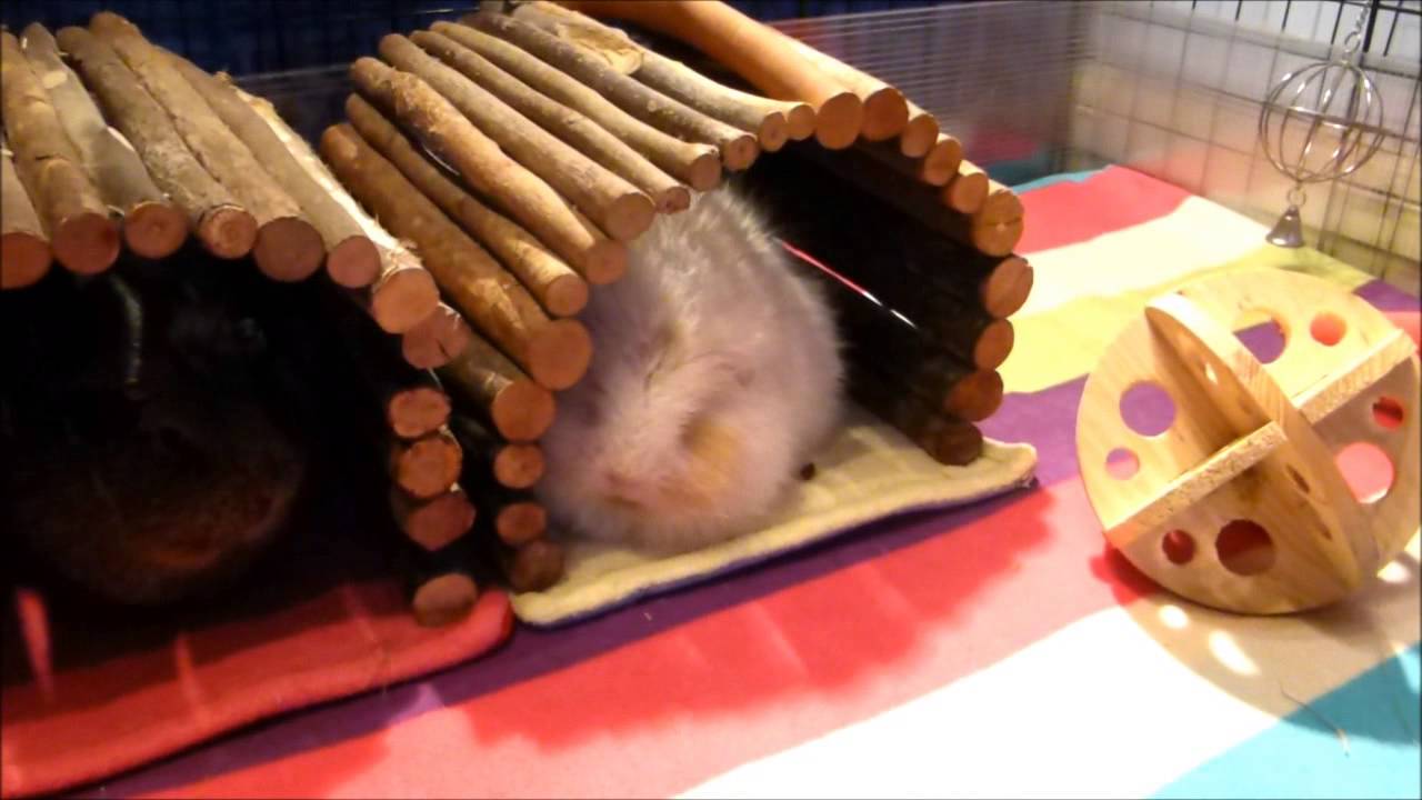 how to keep your guinea pig warm