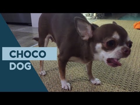 Вопрос: Почему собакам нельзя давать шоколад?