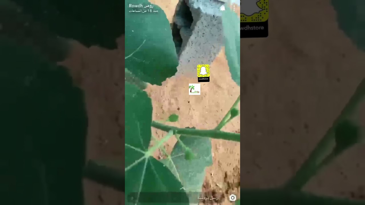 55صنف من اصناف التين 🌳
وماهو التين الذي يعيش داخلياً والذي يعيش خارجياً
  وكيف اعرف تين التايقر؟