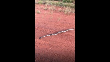 Australian Reptiles:- Black-Headed Python
