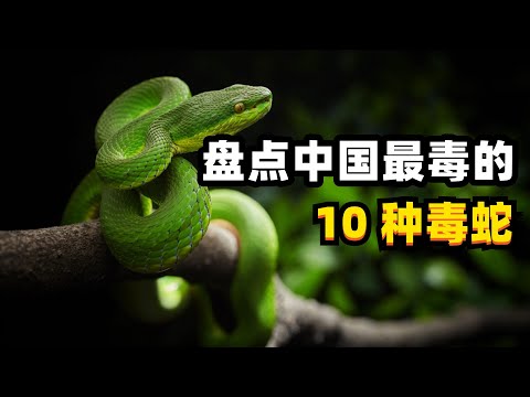 盘点中国最毒的10毒蛇：五步蛇仅排第7，眼镜王蛇屈居第2