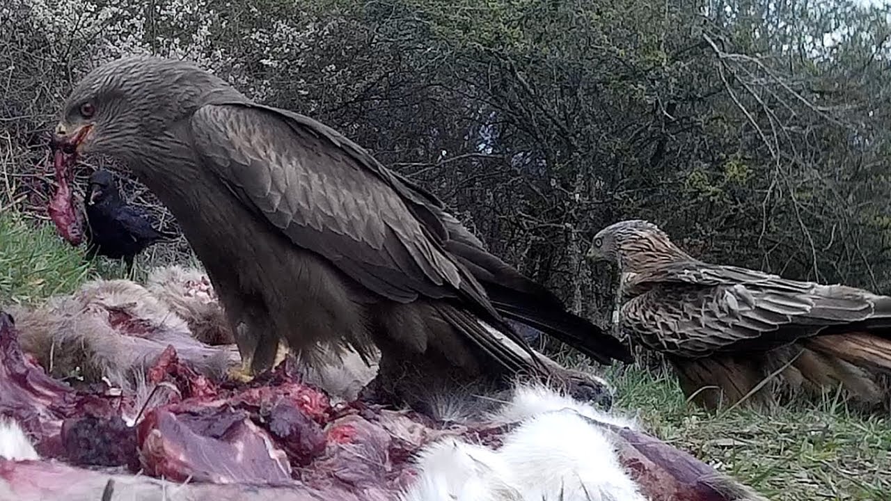 games people play Black kite and red kite eats carrion. Schwarzmilan und Rotmilan fressen Aas.