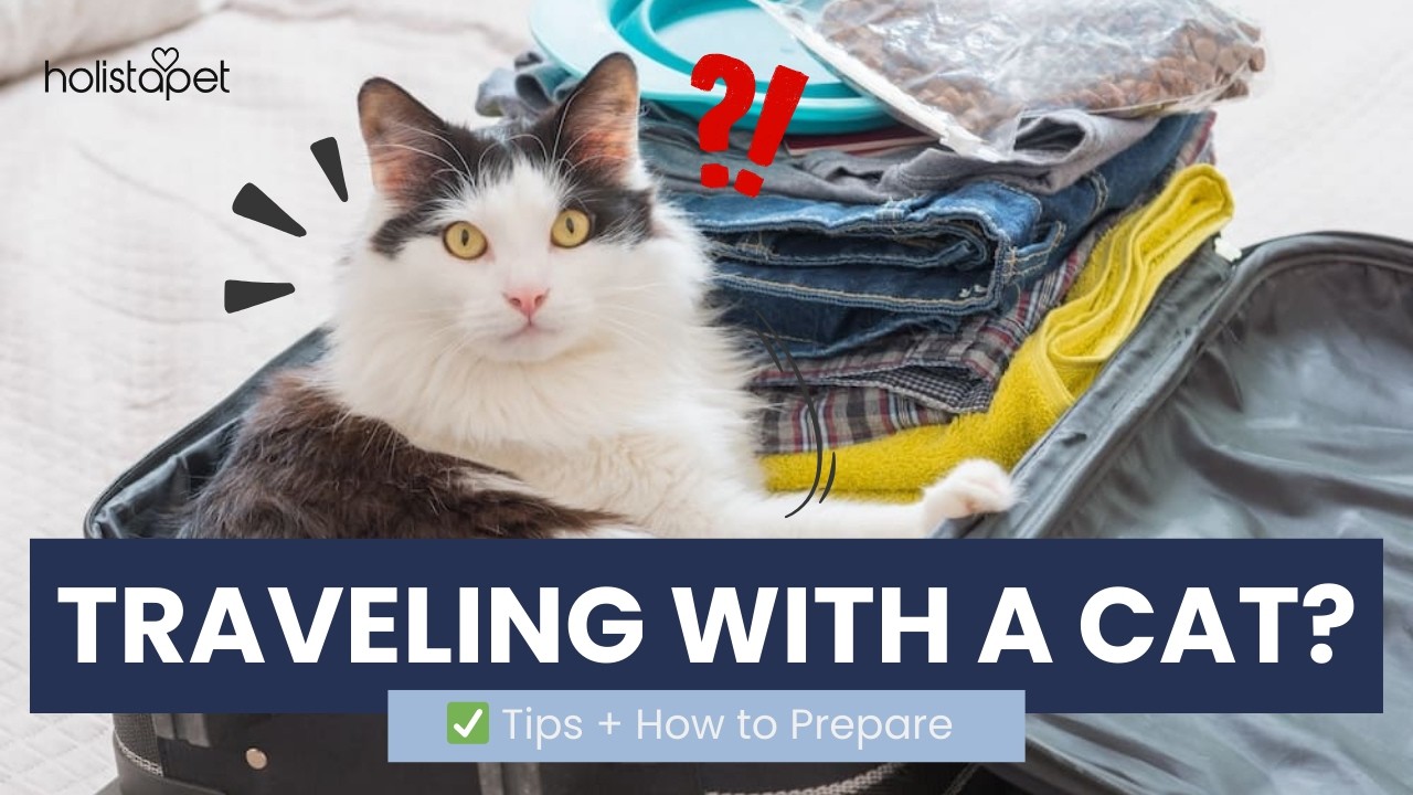 How To Prepare My Cat for Long Distance Travel