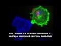 Клетки иммунитета Т-киллеры за работой