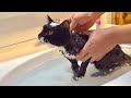 メンタルの強い子猫をシャンプーしてみると。。
