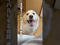 本物の赤ちゃんが怖い自認が子犬のボーダーコリー...【ゴールデンレトリバー・保護犬】#shorts