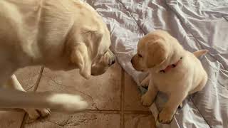 Adorable Labrador Puppies Explore the House with Bryce & Shelby (Motion Warning!) #labrador #puppy