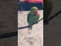 parrot #shorts