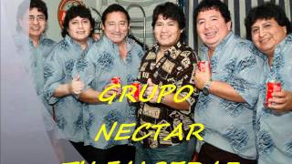 GRUPO NECTAR TU FALSEDAD chords