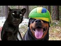 Match : Panther vs Rottweiler 🏀🐆🐕