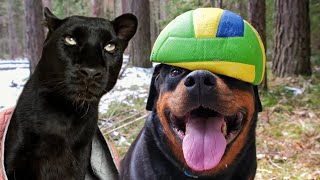 Match : Panther vs Rottweiler 🏀🐆🐕