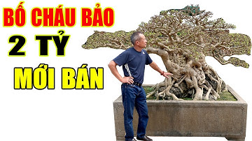 Lần đầu tận mắt được nhìn cây Sanh có giá 2 Tỷ ở Văn Giang Hưng Yên
