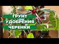 Мои Комнатные Растения после Зимы » Новый Грунт и Удобрения » Классные колбы для черенков