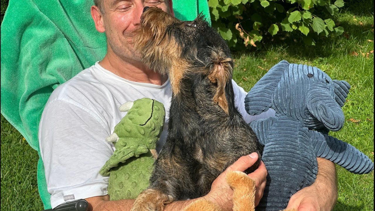 Signs your Dachshund loves you YouTube