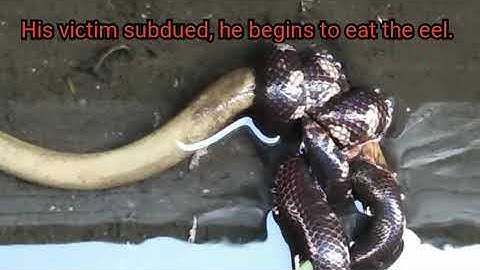 From Two to One, Red Tailed Pipe snake eats eel twice its size