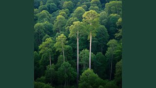 Download Lagu Suara Yang Kurindukan MP3