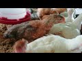 La segunda parte del proyecto de gallinas criollas o peruana ah que pena 16 dias