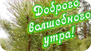 Доброго Волшебного Утра! 🌸Как Прекрасен Лес После Дождя!🌸Good Morning!🌸