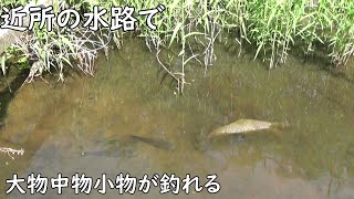 近所の誰も釣りをしない水路は面白い