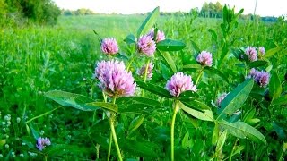 Клевер Лечебные свойства и противопоказания Клевер Лечебные свойства и противопоказания