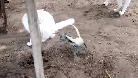 Quali granchi si possono mangiare?