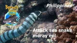 Snake attack Moray eel  Sea Snake  Sea ​​serpent  Bernds Dive Safaris