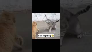 Cats Fighting #shorts