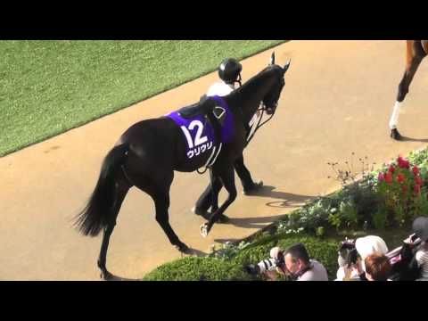 2015 10/4 第49回 スプリンターズステークス(ＧＩ) パドック 現地映像 ストレイトガール