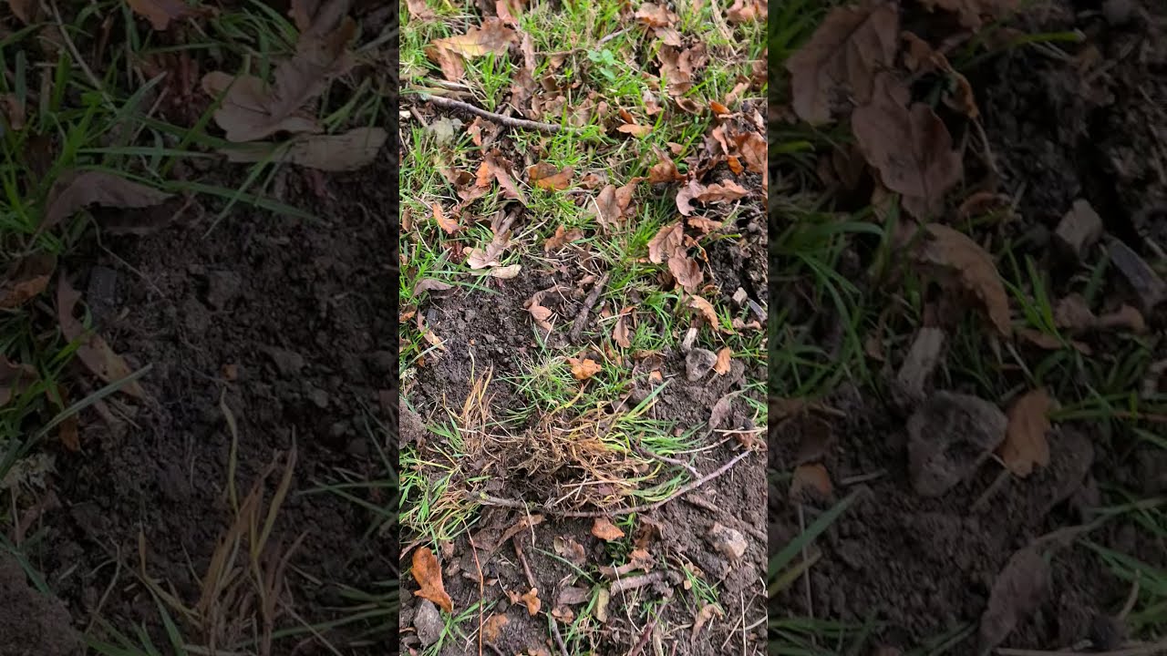 Day Four with Mole Claw Traps;  Still No Luck today ; Mole Count Four