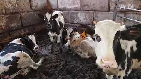 REITZ DAIRY FARM - Neglected, Lame Cows Suffer In ...