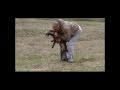 Live Bird Introduction-labrador retriever puppy + golden retriever puppy or any hunting dog puppy Live Bird Introduction-labrador retriever puppy + golden retriever puppy or any hunting dog puppy