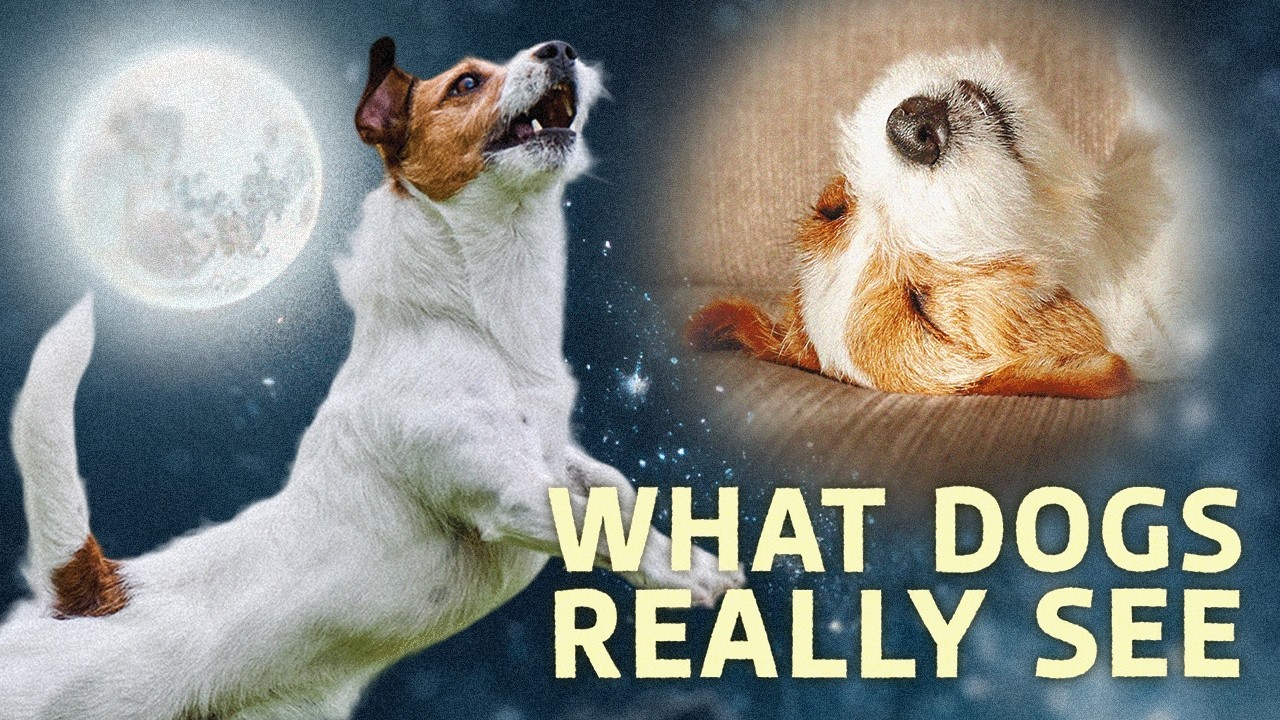 Правда о том, что снится собакам.