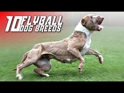 Video: Top 10 Hip Hanf Beute für Chill Hunde