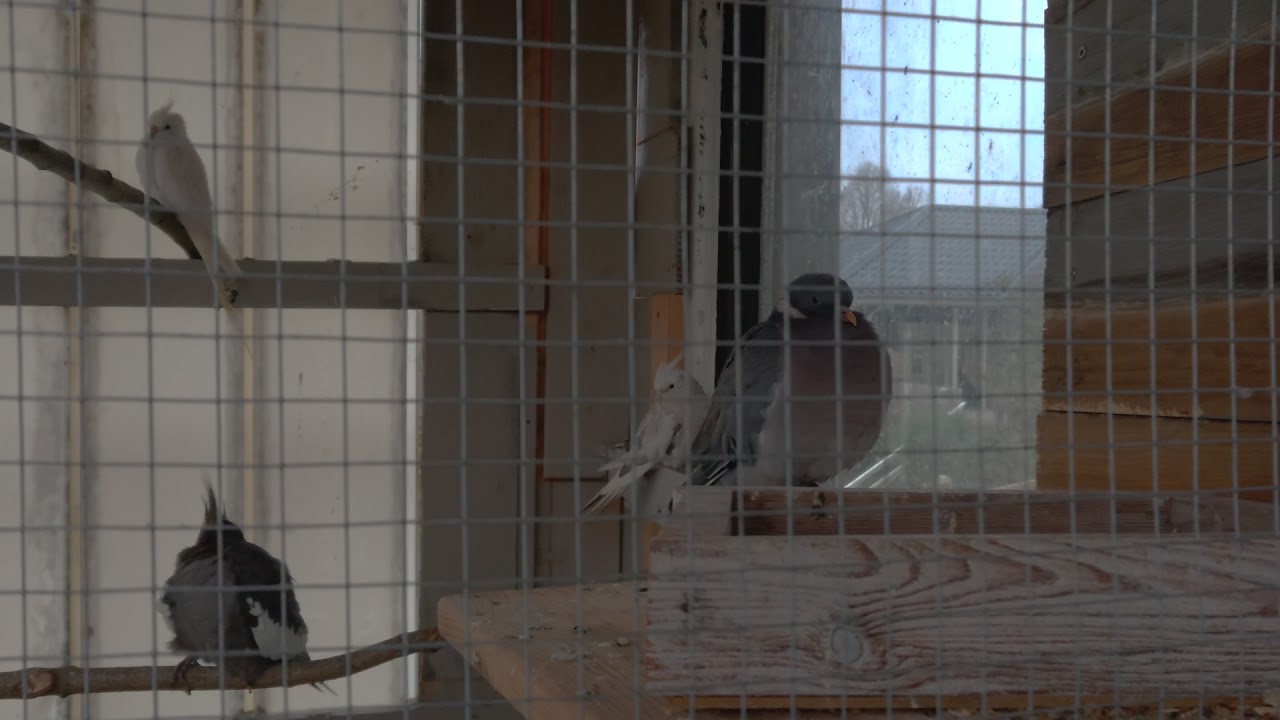 هل الطيور تعيش بالبرد