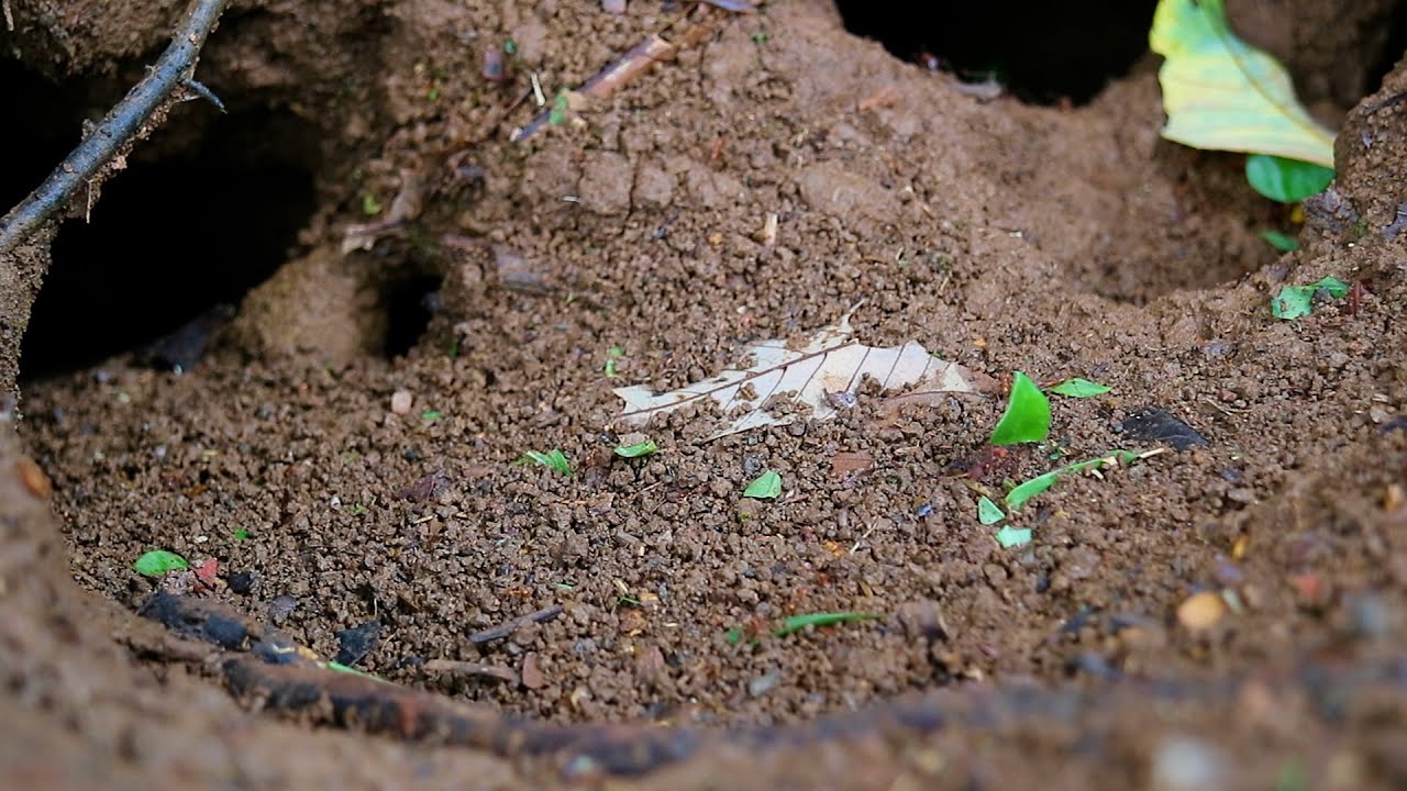 Leafcutter Ants: The Mightiest Workers of the Rainforest