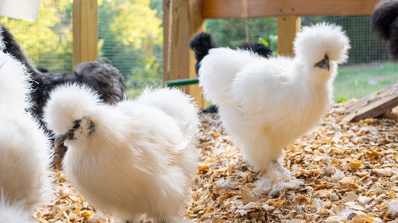 LIVE Silkie Chicken Cam — Cozy Coop + Run, All Day