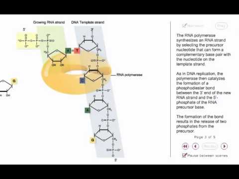 Video: Kokie yra RNR sintezės etapai?