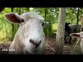 How Sheep Are Saving Trees On New York City&#39;s Governors Island | Insider News